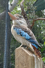 0102 Cairns Tropical Zoo
